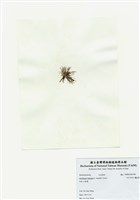 藏品(匍匐擬石花)的圖片